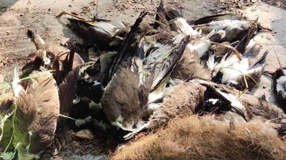 ‘बर्ड फ्लू’ की चपेट में आया देश, राजस्थान सहित इन राज्यों में हो रही है पक्षियों की मौत