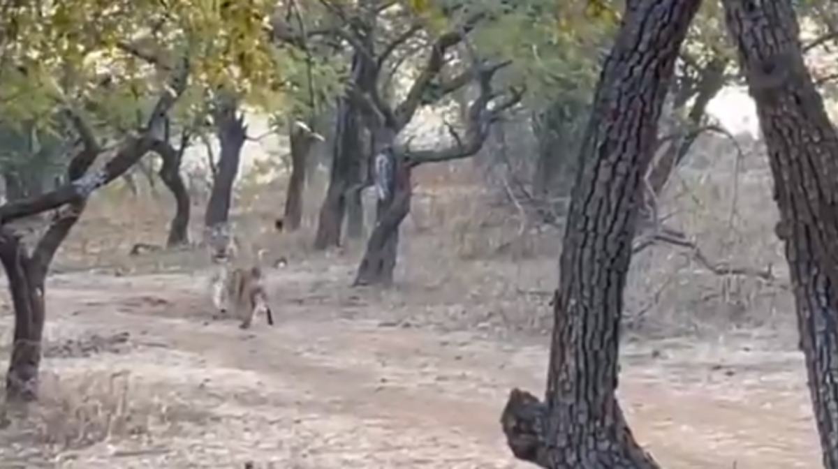 कुत्ते के सामने शेरनी का हुआ बुरा हाल, देखें लड़ाई का वीडियो