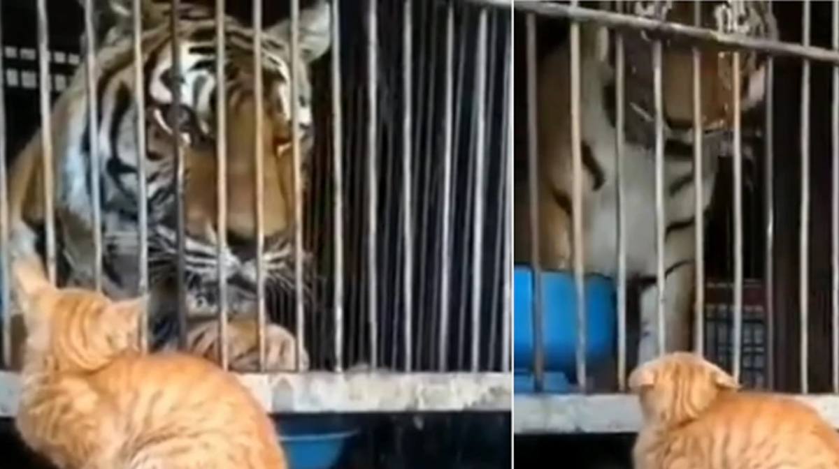 cat scares Tiger