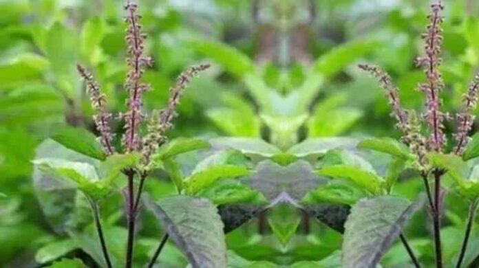 religious importance of Tulsi