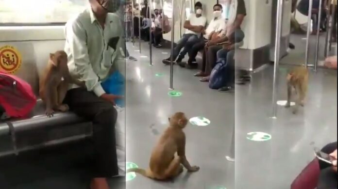 Viral Video Monkey Metro