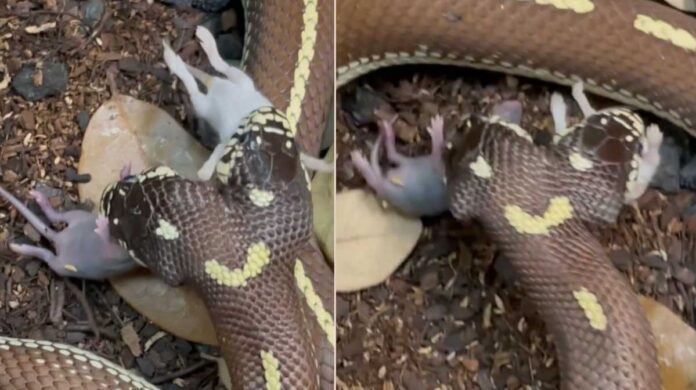 Two-faced Snake