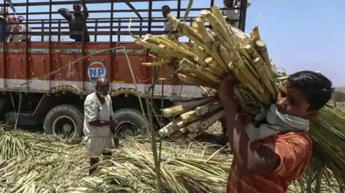 गन्ना किसानों को सरकार का तोहफा, 305 रुपये प्रति क्विंटल तय किया गन्ने का भाव