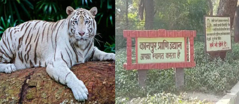 कानपुर चिड़ियाघर में नजर आएगी सफेद बाघिन और एशियाई शेरनी