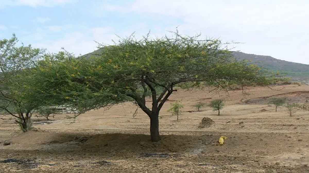 Kahani: बबूल का पेड़