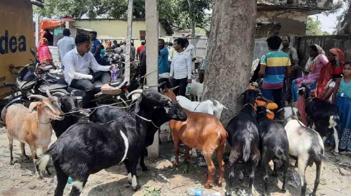Lucknow News: बकरीद पर न हो प्रतिबंधित पशुओं की कुर्बानी, जानें सीएम योगी के निर्देश