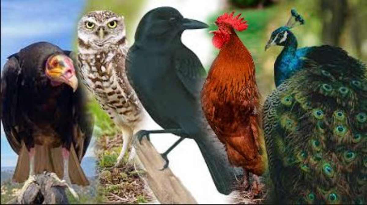वैदिक ज्योतिष में पंच पक्षी का महत्व और शुभ फलदायी स्थिति
