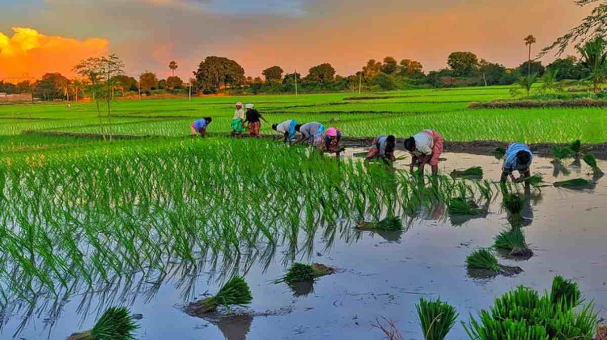 Good News: धान की नई प्रजाति डायबिटीज के खतरे को करेगी कम