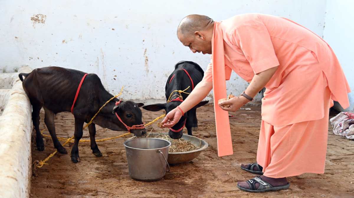 मंदिर की गोशाला में आंध्रा से आए पुंगनूर नस्ल की गाय के बच्चे