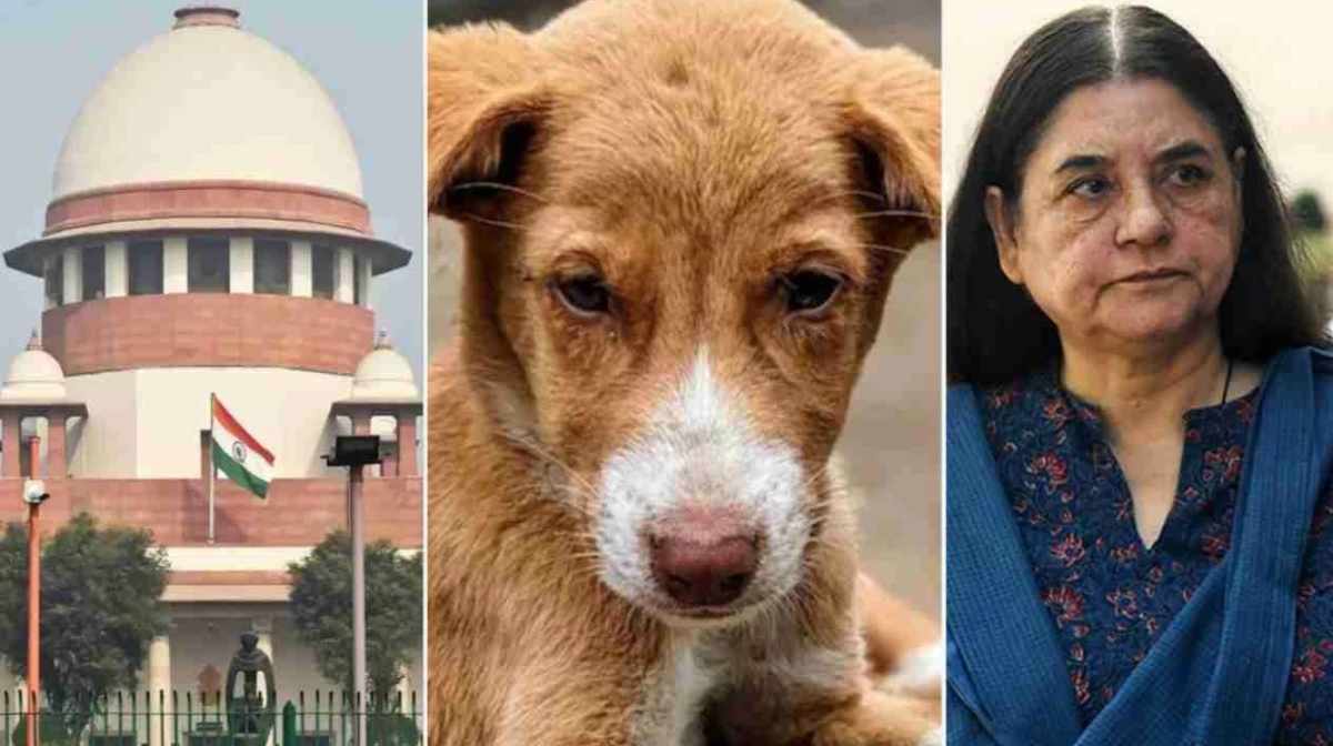 Supreme Court and Dog