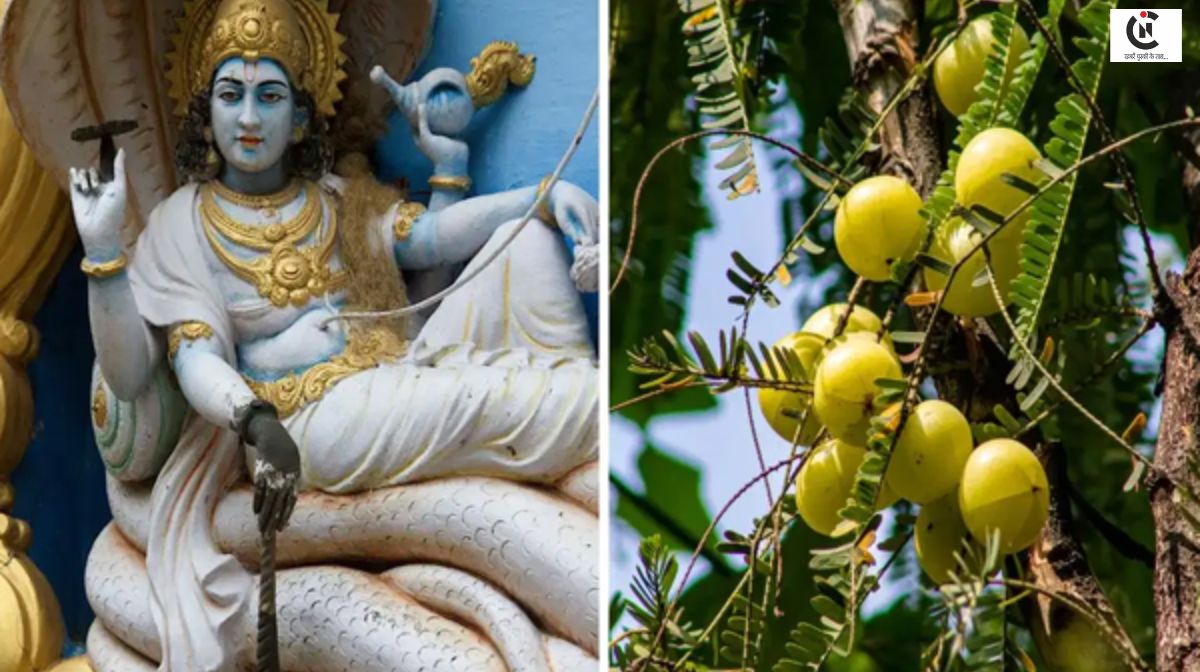 Amla Navami 2025: क्यों मानी जाती है यह अक्षय पुण्य की तिथि, जानिए पूजन विधि और लक्ष्मी-विष्णु से जुड़ी कथा