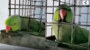 parrot video viral