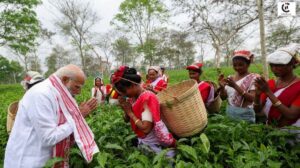 pm modi assam tea garden