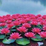 Poem: हम भारत के हैं सपूत