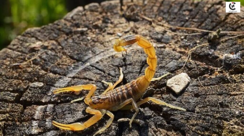 Scorpion Facts