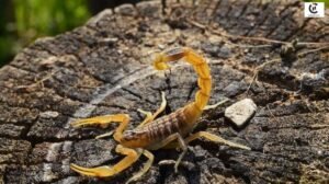 Scorpion Facts
