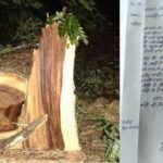 Green Mahua Tree Cut Basti